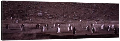 Penguins make their way to the colony, Baily Head, Deception Island, South Shetland Islands, Antarctica Canvas Art Print - Penguin Art