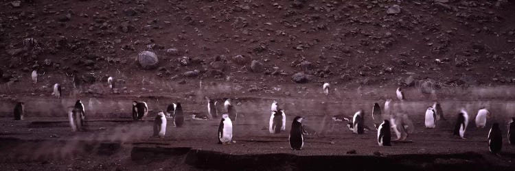 Penguins make their way to the colony, Baily Head, Deception Island, South Shetland Islands, Antarctica