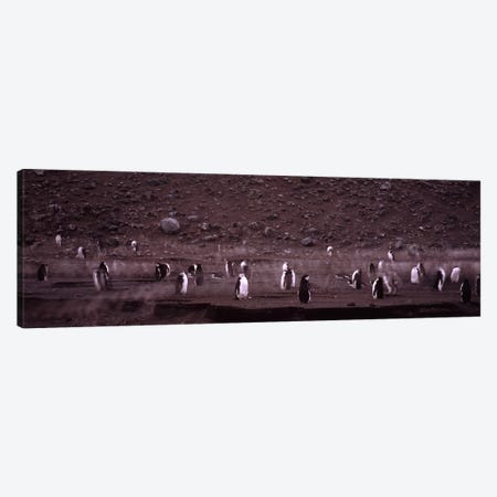 Penguins make their way to the colony, Baily Head, Deception Island, South Shetland Islands, Antarctica Canvas Print #PIM7609} by Panoramic Images Canvas Art Print