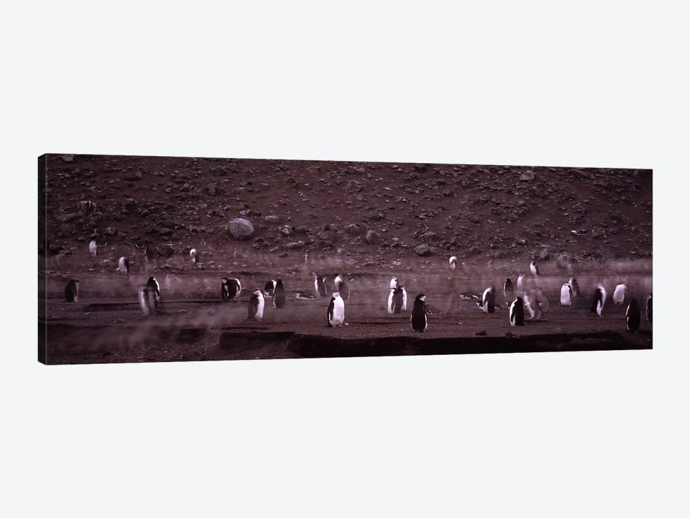 Penguins make their way to the colony, Baily Head, Deception Island, South Shetland Islands, Antarctica by Panoramic Images 1-piece Canvas Print