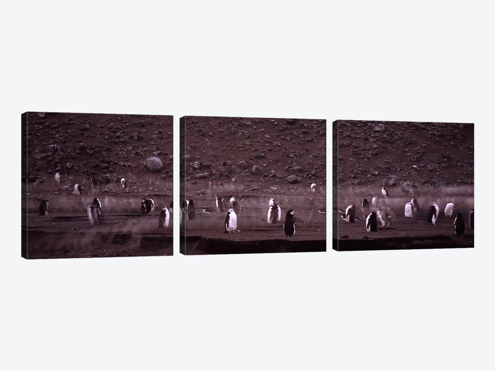 Penguins make their way to the colony, Baily Head, Deception Island, South Shetland Islands, Antarctica by Panoramic Images 3-piece Canvas Print