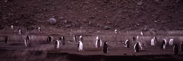 Antarctica: Penguins make their way to the colony, Baily Head, Deception Island, South Shetland Islands, Antarctica by Panoramic Images