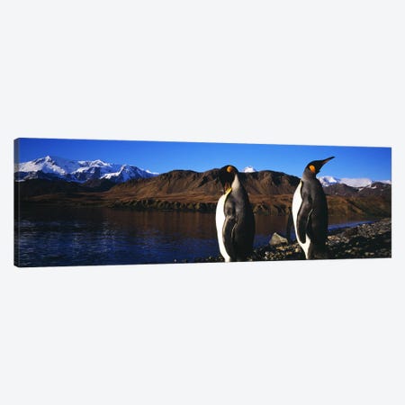 Close-Up Of Two King Penguins, King Edward Point, South Georgia Island Canvas Print #PIM7610} by Panoramic Images Canvas Wall Art