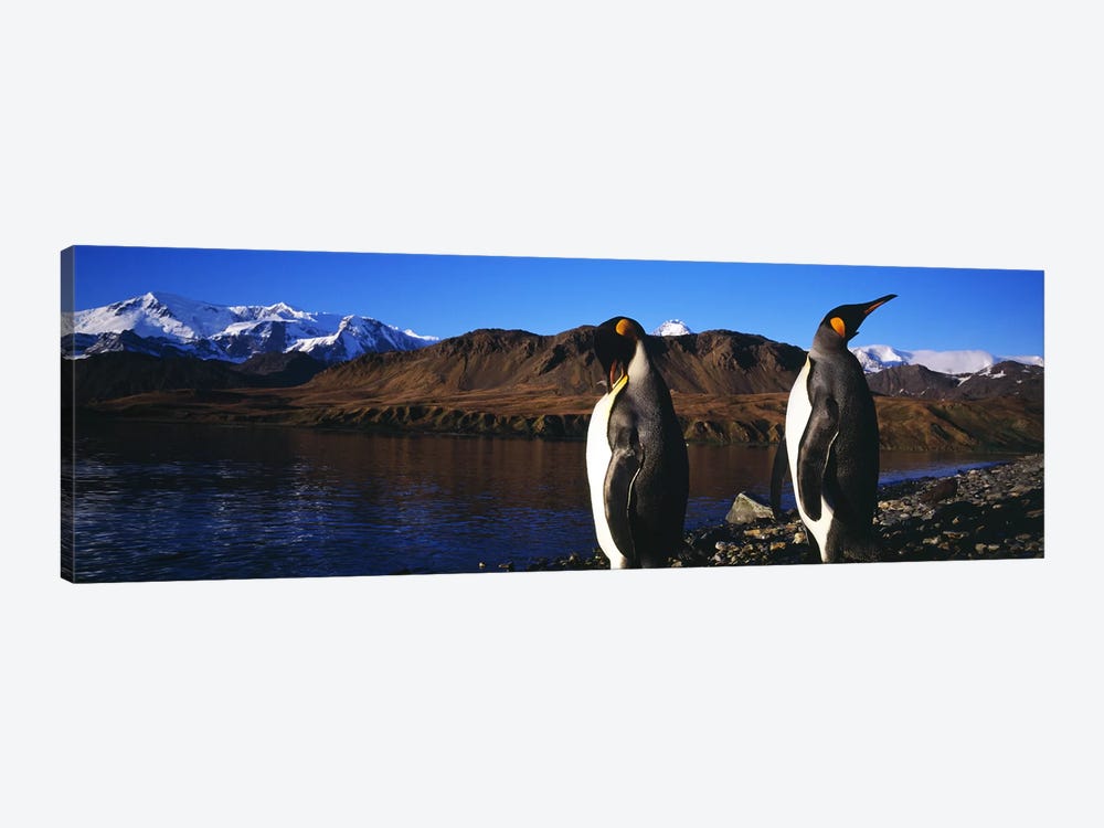 Close-Up Of Two King Penguins, King Edward Point, South Georgia Island by Panoramic Images 1-piece Canvas Print