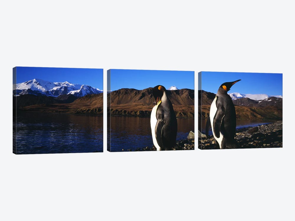 Close-Up Of Two King Penguins, King Edward Point, South Georgia Island by Panoramic Images 3-piece Art Print