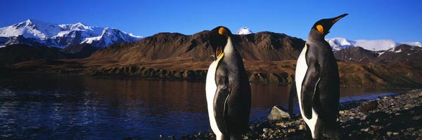 Penguins: Close-Up Of Two King Penguins, King Edward Point, South Georgia Island by Panoramic Images