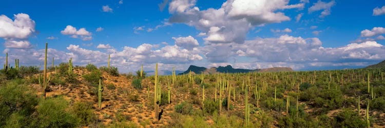 Saguaro National Park Tucson AZ USA