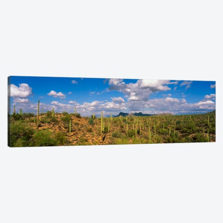Saguaro National Park Tucson AZ USA Canvas Print #PIM761} by Panoramic Images Art Print