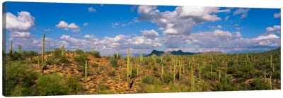 Saguaro National Park Tucson AZ USA Canvas Art Print - Field, Grassland & Meadow Art
