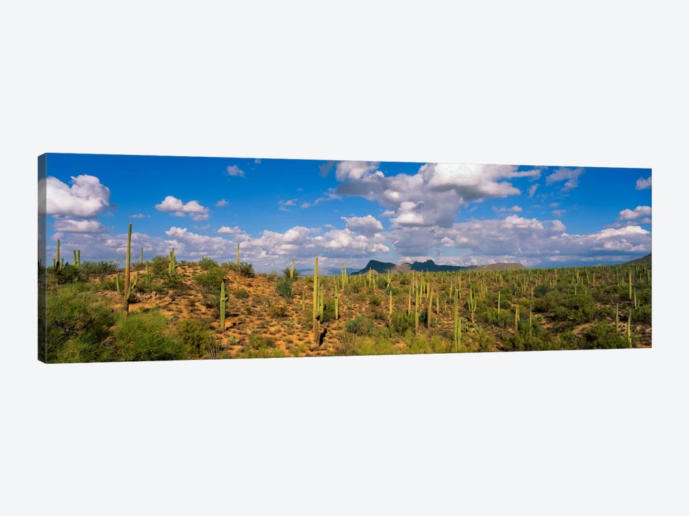 Saguaro National Park Tucson AZ USA by Panoramic Images 1-piece Canvas Art