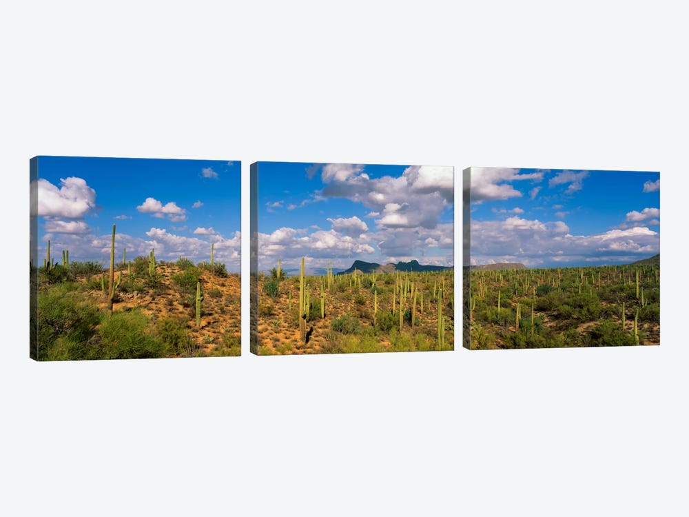 Saguaro National Park Tucson AZ USA by Panoramic Images 3-piece Canvas Art