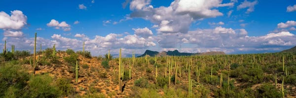 Arizona: Saguaro National Park Tucson AZ USA by Panoramic Images