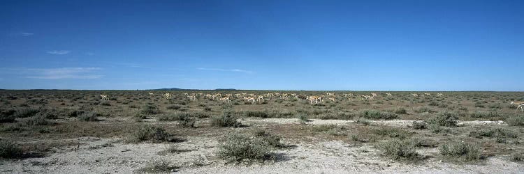 Herd of springboks (Antidorcas marsupialis) grazing in a landscapeEtosha National Park, Kunene Region, Namibia