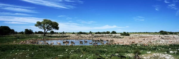 Namibia: Wild animals at a waterholeOkaukuejo, Etosha National Park, Kunene Region, Namibia by Panoramic Images