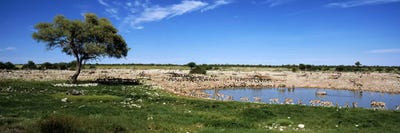 Wild animals at a waterholeOkaukuejo, Etosha National Park, Kunene Region, Namibia by Panoramic Images acrylic art print