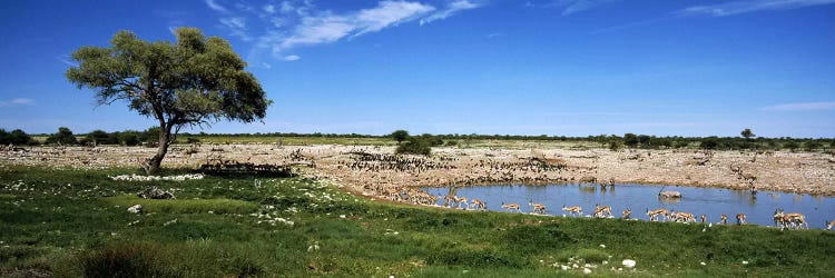 Wild animals at a waterholeOkaukuejo, Etosha National Park, Kunene Region, Namibia by Panoramic Images wall art