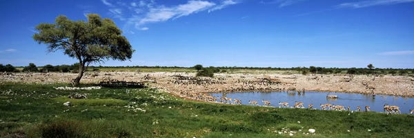 Namibia: Wild animals at a waterholeOkaukuejo, Etosha National Park, Kunene Region, Namibia by Panoramic Images