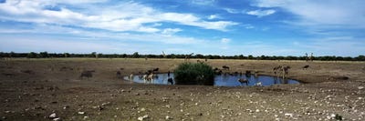 Wild animals at a waterholeEtosha National Park, Kunene Region, Namibia by Panoramic Images acrylic art print
