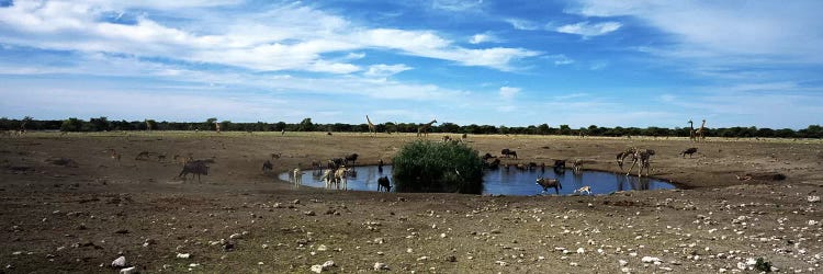 Wild animals at a waterholeEtosha National Park, Kunene Region, Namibia by Panoramic Images wall art