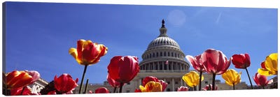 Tulips with a government building in the background, Capitol Building, Washington DC, USA Canvas Art Print - Washington D.C. Art