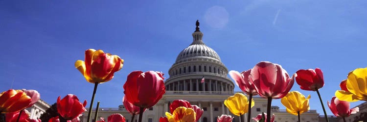 Tulips with a government building in the background, Capitol Building, Washington DC, USA