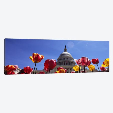 Tulips with a government building in the background, Capitol Building, Washington DC, USA Canvas Print #PIM7656} by Panoramic Images Art Print