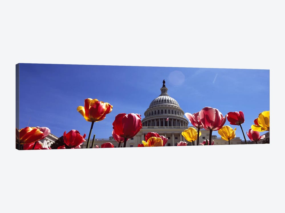 Tulips with a government building in the background, Capitol Building, Washington DC, USA by Panoramic Images 1-piece Canvas Art Print