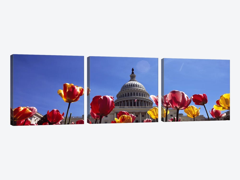 Tulips with a government building in the background, Capitol Building, Washington DC, USA by Panoramic Images 3-piece Art Print