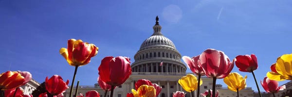 Tulips: Tulips with a government building in the background, Capitol Building, Washington DC, USA by Panoramic Images
