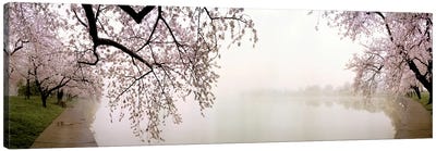 Cherry blossoms at the lakesideWashington DC, USA Canvas Art Print - Places