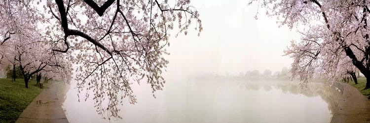 Cherry blossoms at the lakesideWashington DC, USA by Panoramic Images wall art