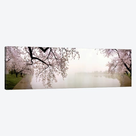 Cherry blossoms at the lakesideWashington DC, USA Canvas Print #PIM7662} by Panoramic Images Canvas Art Print