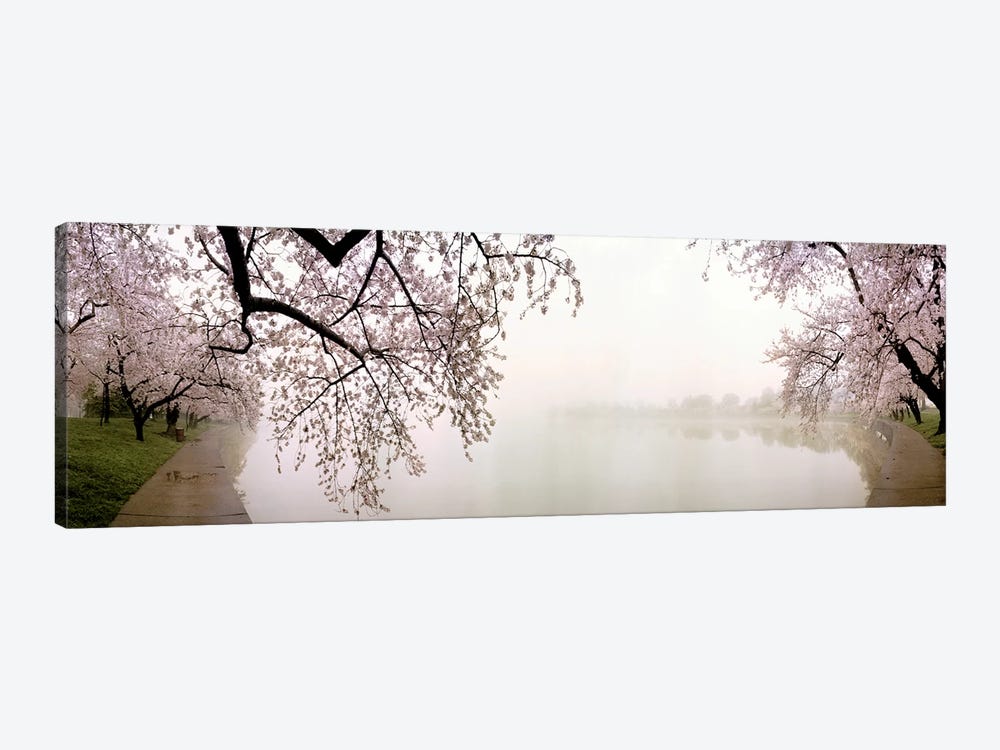 Cherry blossoms at the lakesideWashington DC, USA by Panoramic Images 1-piece Canvas Artwork