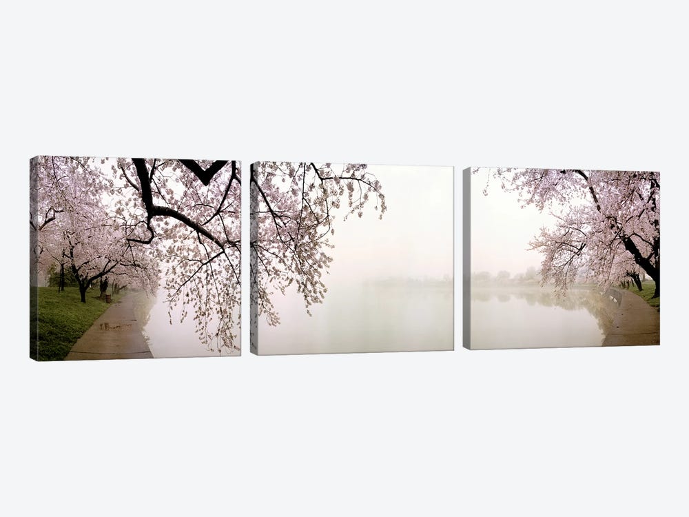 Cherry blossoms at the lakesideWashington DC, USA by Panoramic Images 3-piece Canvas Wall Art