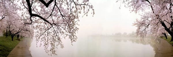 Large Photography - Canvas Prints: Cherry blossoms at the lakesideWashington DC, USA by Panoramic Images
