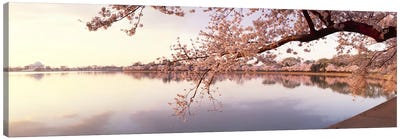 Cherry blossoms at the lakeside, Washington DC, USA Canvas Art Print - Places
