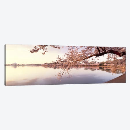 Cherry blossoms at the lakeside, Washington DC, USA Canvas Print #PIM7663} by Panoramic Images Art Print