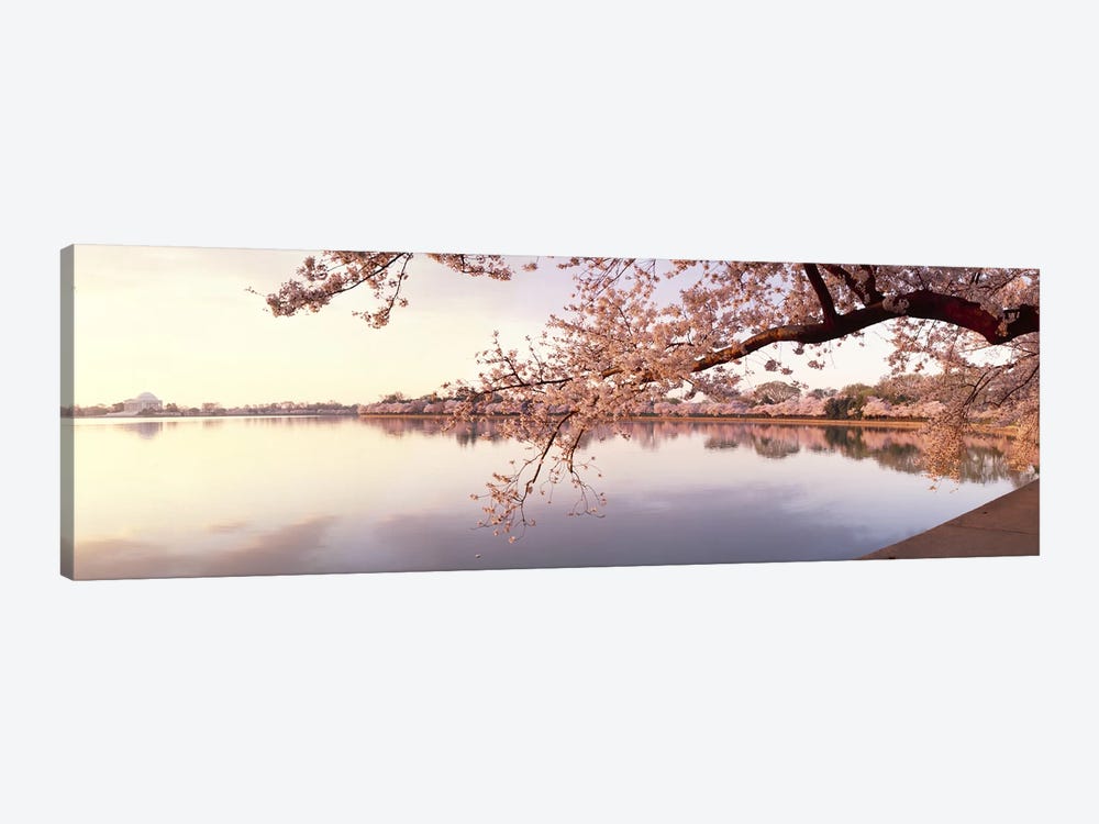 Cherry blossoms at the lakeside, Washington DC, USA by Panoramic Images 1-piece Canvas Print