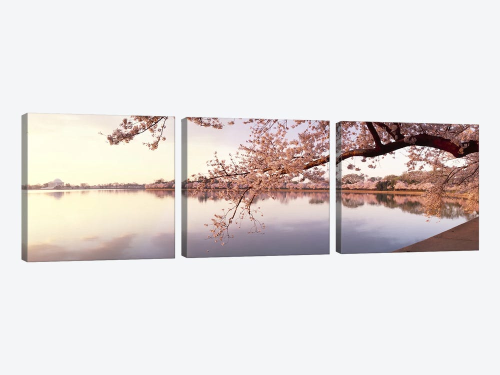 Cherry blossoms at the lakeside, Washington DC, USA by Panoramic Images 3-piece Art Print