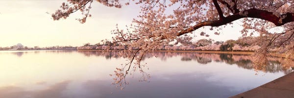 Washington, D.C.: Cherry blossoms at the lakeside, Washington DC, USA by Panoramic Images