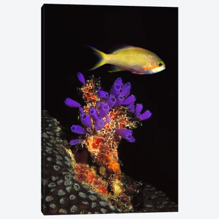 Bluebell tunicate (Clavelina puertosecensis) and Anthias Fish (Pseudanthias lori) in the sea Canvas Print #PIM7681} by Panoramic Images Canvas Print