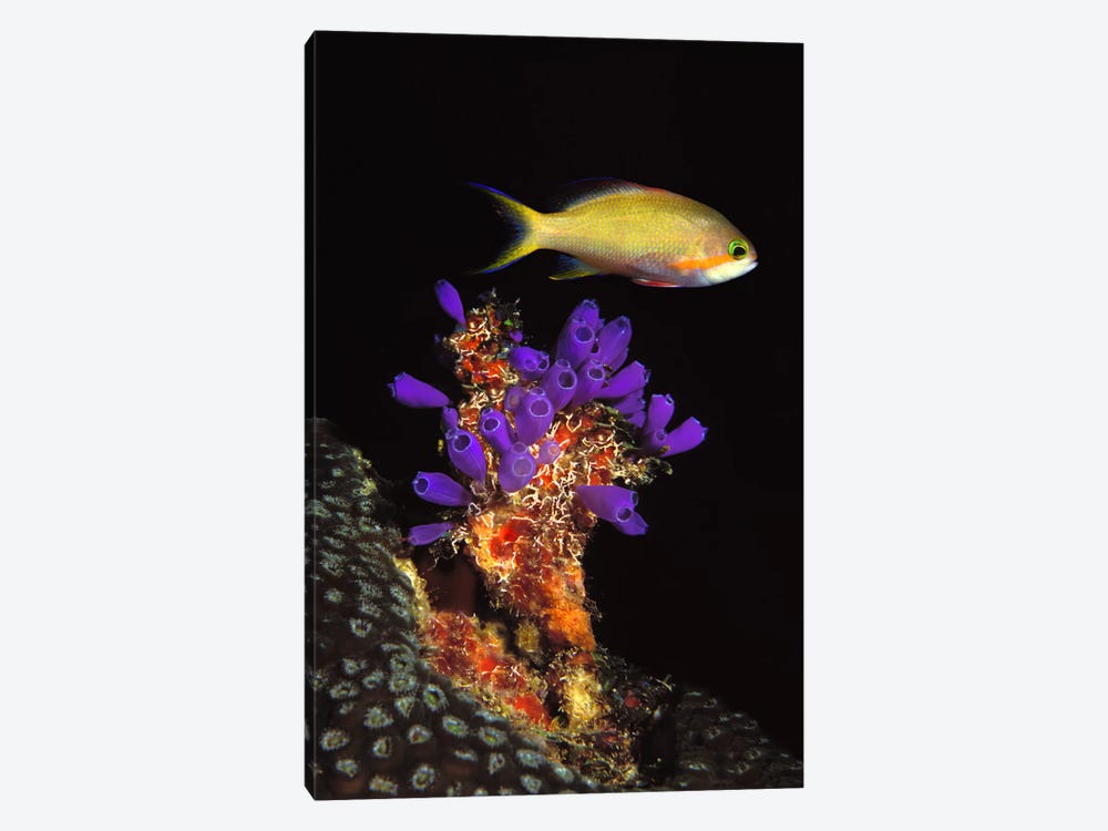 Bluebell tunicate (Clavelina puertosecensis) and Anthias Fish (Pseudanthias lori) in the sea by Panoramic Images 1-piece Canvas Print