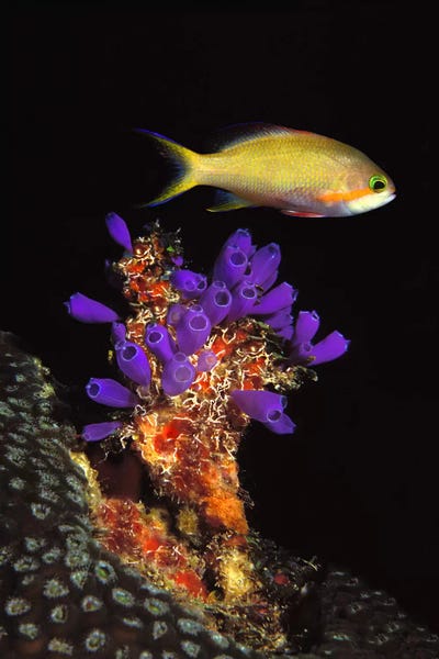 Bluebell tunicate (Clavelina puertosecensis) and Anthias Fish (Pseudanthias lori) in the sea