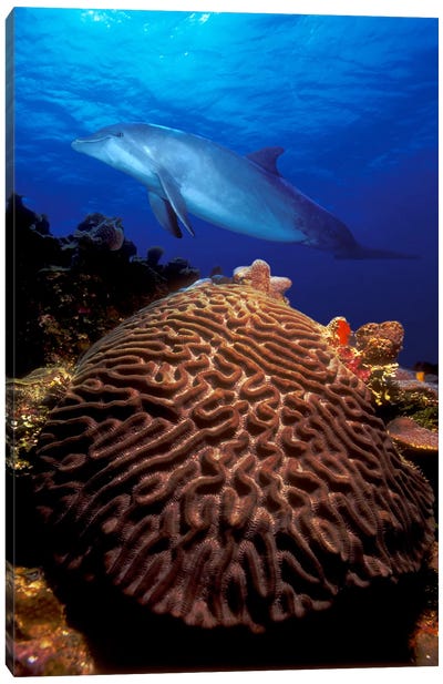 Bottle-Nosed dolphin (Tursiops truncatus) and coral in the sea Canvas Art Print - Coral Art
