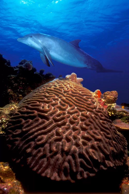 Bottle-Nosed dolphin (Tursiops truncatus) and coral in the sea