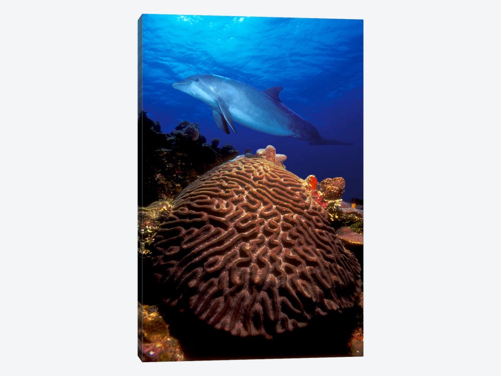 Bottle-Nosed dolphin (Tursiops truncatus) and coral in the sea by Panoramic Images 1-piece Canvas Artwork