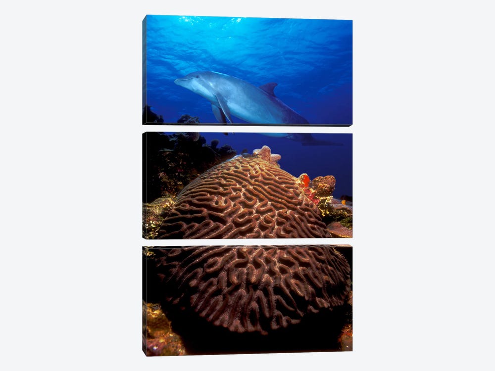 Bottle-Nosed dolphin (Tursiops truncatus) and coral in the sea by Panoramic Images 3-piece Canvas Artwork