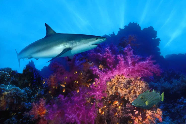 Caribbean Reef shark (Carcharhinus perezi) and Soft corals in the ocean