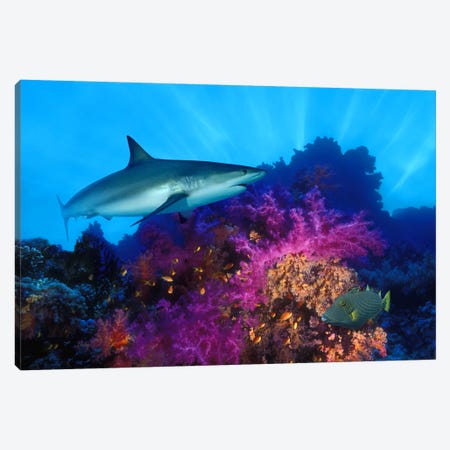 Caribbean Reef shark (Carcharhinus perezi) and Soft corals in the ocean Canvas Print #PIM7683} by Panoramic Images Art Print