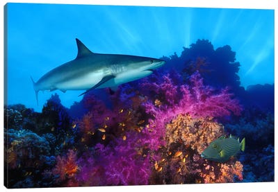 Caribbean Reef shark (Carcharhinus perezi) and Soft corals in the ocean Canvas Art Print - Shark Art